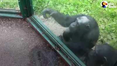 I know Chimpanzees are really intelligent, but it shocks me seeing such humanlike behaviour.