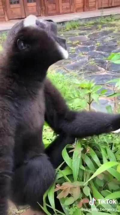 When te mata tu compa en el Among