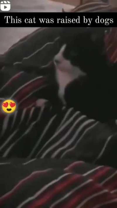 This cat was raised by dogs