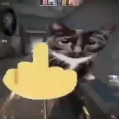 Cat strike global offensive 2