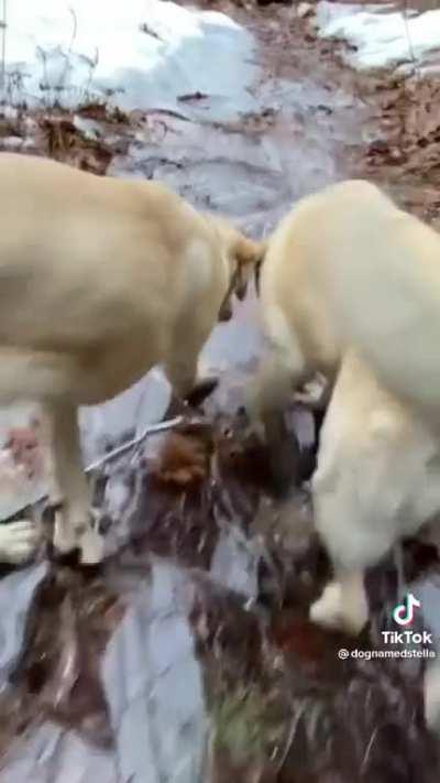 Stella destroys the world