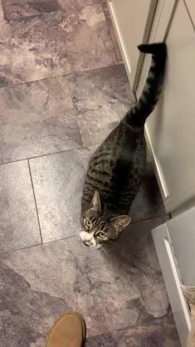 My 2020 model SIC demonstrating the low fuel feature; treats and wet food will be required to maintain nominal performance.