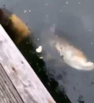 Well at least this guys pet fish didn’t suffer to long