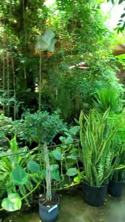 I think I've seen heaven. Road-tripped to a new plant shop. This was just the ENTRANCE.