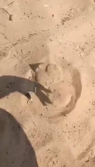 Do not feed the graboids!