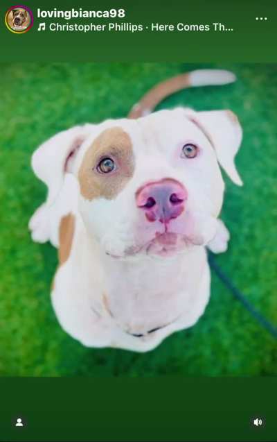 LAST DAY TO SAVE SWEET WHITTON . His deadline is TODAY, TUESDAY 10/28. He can get ADOPTED directly from the shelter or RESCUED (then he needs a FOSTER and PLEDGES). EUTHANASIA LIST at Orange County Animal Services in ORLANDO, FL. Please dm  me if you can 