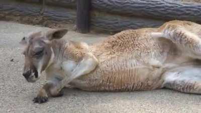 Kangaroo waking up