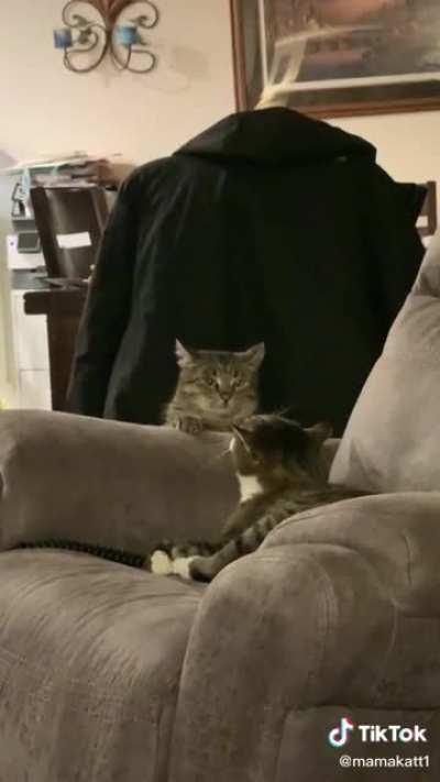 Slinking back into the cat dimension after the mission is blown