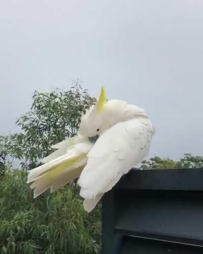 Cockatoo preen party in the wild