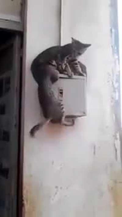 This one is a member of Land grabbing Mafia