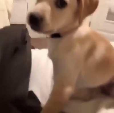 Mess with the dog you get the teeth.