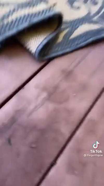 This is my most racist ant colony