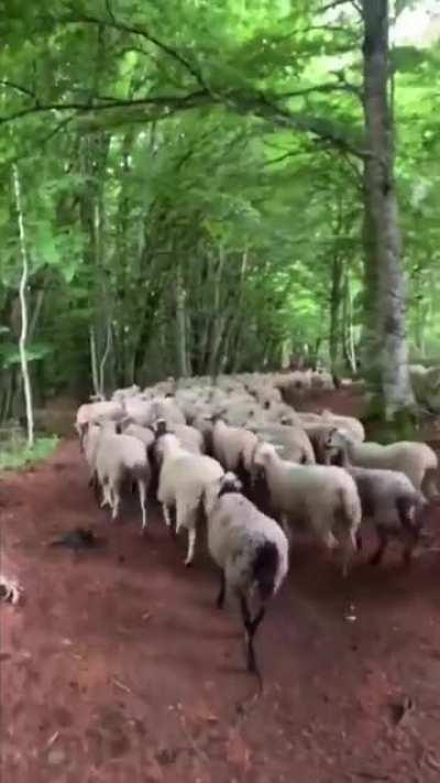 Mary had a herd of sheep, their fleece was white as snow, and everywhere that Mary went the sheep were sure to go.