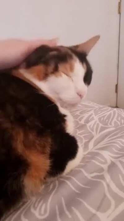 Calico activation sound. QT is just too adorable. ❤