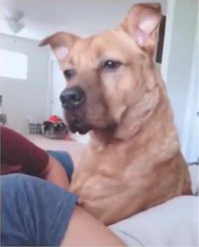 Dog is told a story using all of his favorite buzzwords