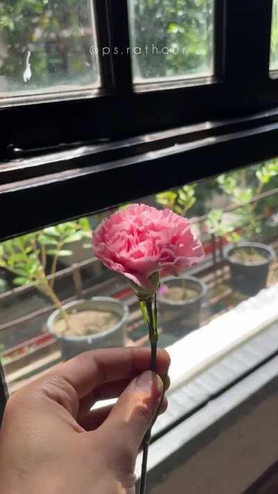 Doodling daily routine 