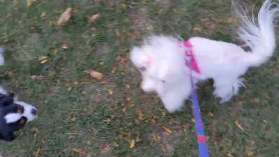 TwinkleBelles made a new friend. 16 week old Santino, a King Cavalier Spaniel 💕🐾