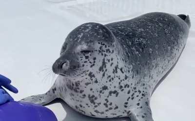 Satisfied with fibsh @aguhiyori