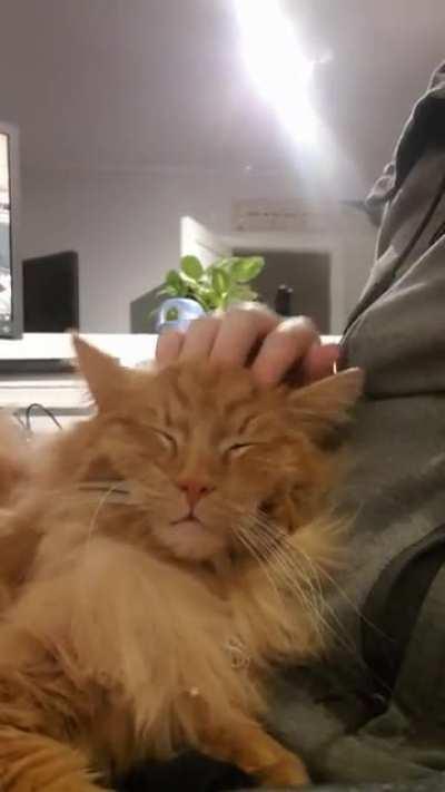 my cat enjoing some pets