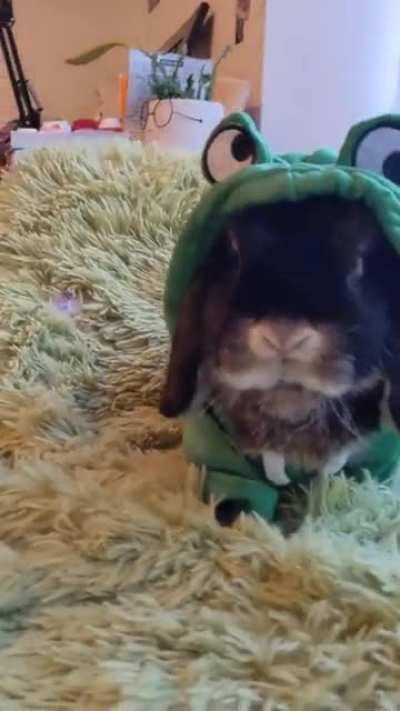 Froggy-bunny holding that pose for the camera 📸