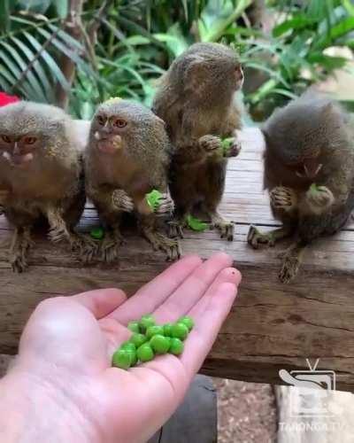 These Pygmy Marmosets eating Peas