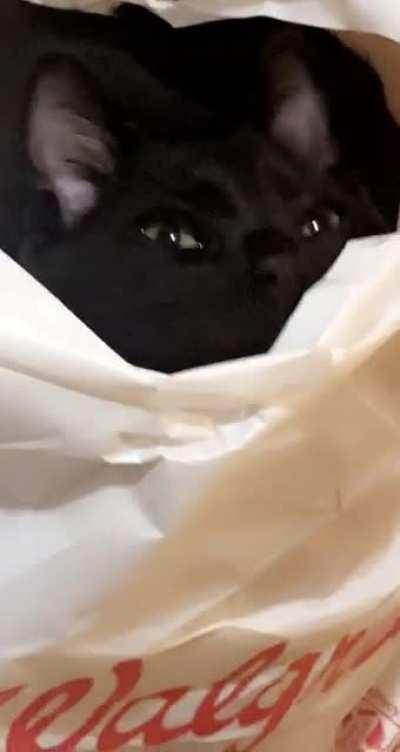 I call him my trash goblin.