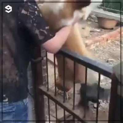 Shouting at chickens...