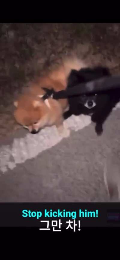 Foreign YouTuber Abuses Korean Girlfriend and Animals