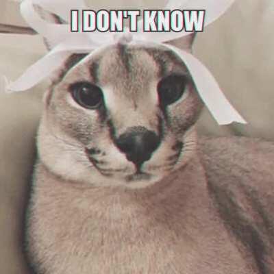 Big floppa gives cat friend a peppermint: chaos ensues