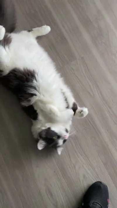 Grayson Furchild begged the way he does… Squiggly-ton style