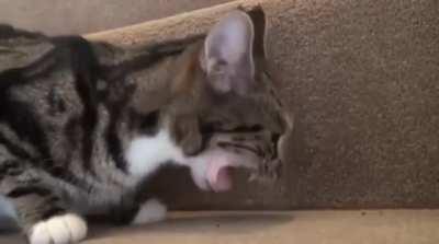 A cara dele Omegalul