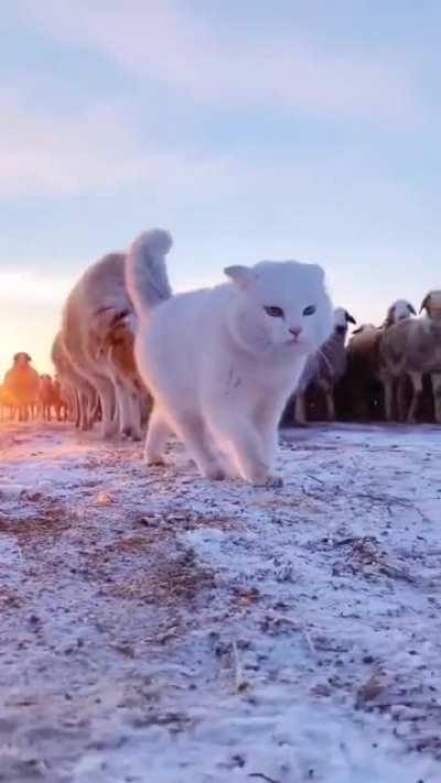 I had never seen a shepherd cat