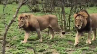 Red Road male and his son Nchinya