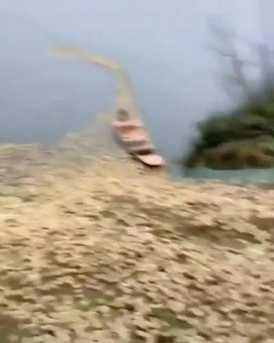 Büyük ördek sürüsü UwU