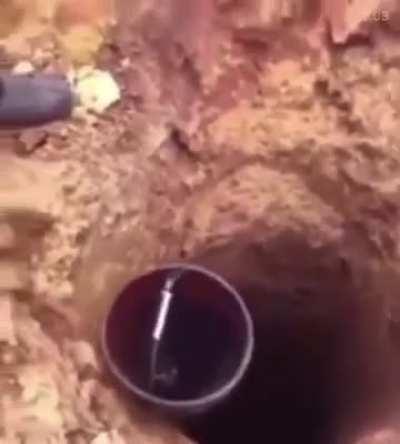 one must imagine sisyphus as a cat