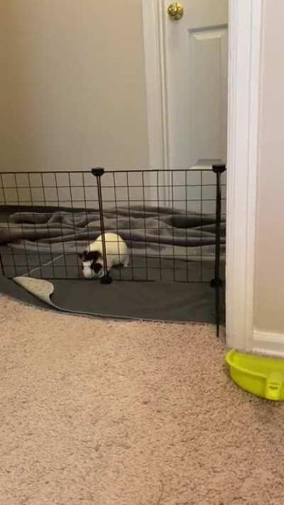 Panda breaking and entering