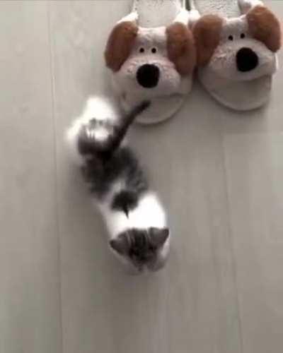 Kitty needs a stretch