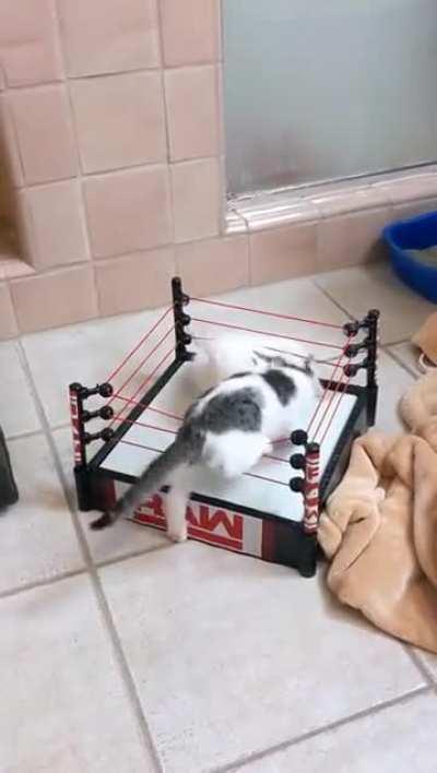 They wanted to fight, so I said it was okay