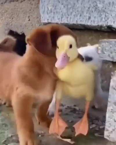 PupPy KILLs dUCkliNg aNd dRAgS bOdy BACK TO hOme, THaN briNGs IT bAcK tO LiFe thrOugH SitH poWeRS AnD sLeEpS On iT!