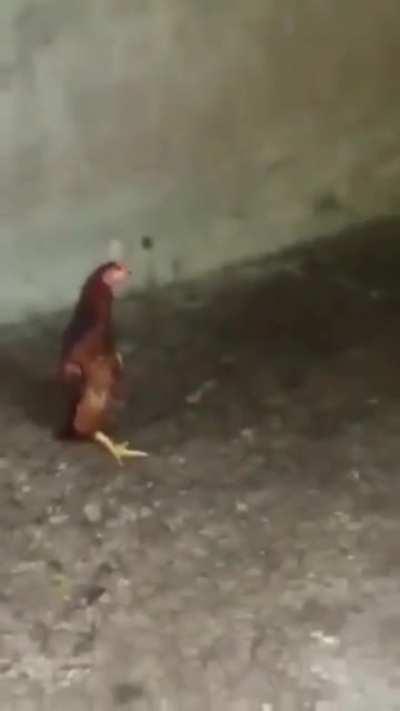 Trying to infiltrate into the gang