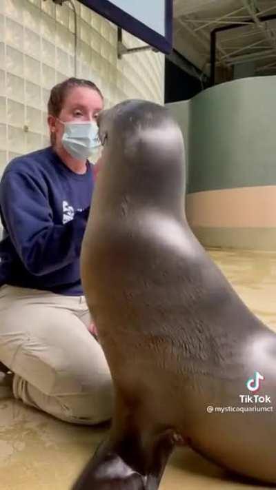 A very well-behaved Sea Lion shows off her impressive skills and beautiful smile
