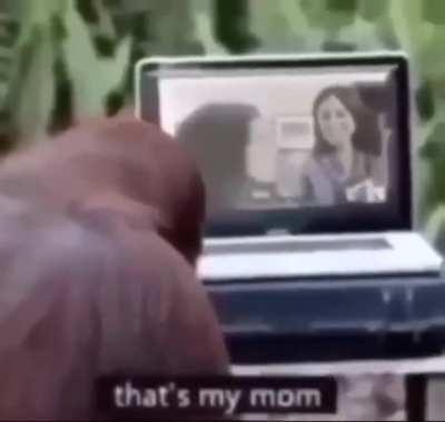 Ooh ooh ah ah monkey go savage