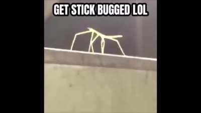 Secret message hidden in the Stella Incognita Bond...