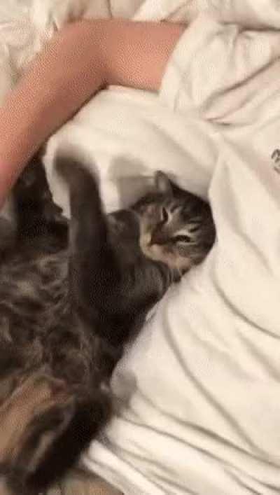 Don't Disturb Me While Sleeping..