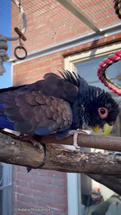 Kippie does some strutting