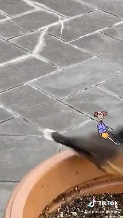 Boris got a new bird