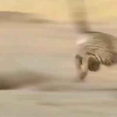 Cheetah chasing a warthog, but oh how the tables turn