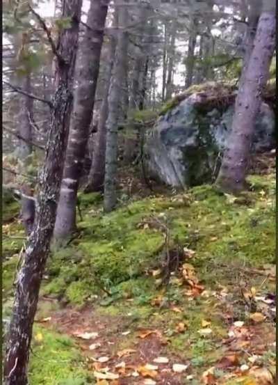 Intense Winds Cause Quebec Forest To Breathe