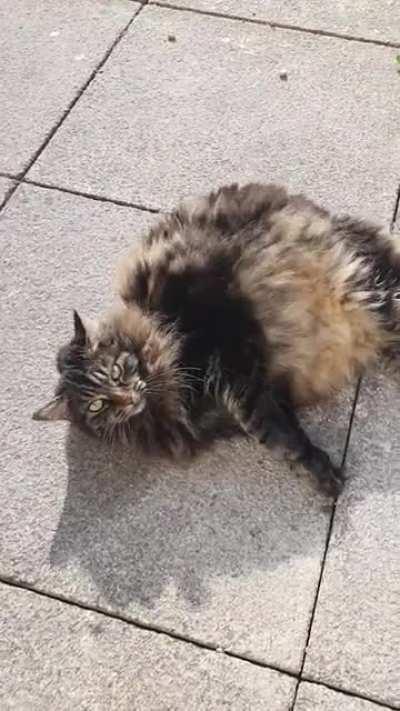Big, floofy chonk saying hi