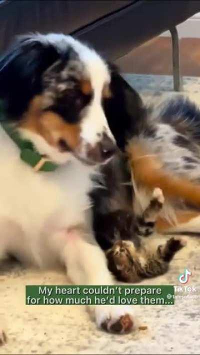 Good boy becomes a foster dad